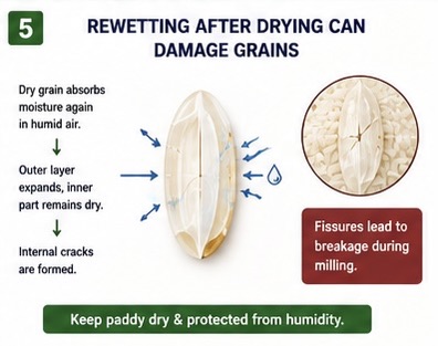 Rewetting after drying damages grain integrity