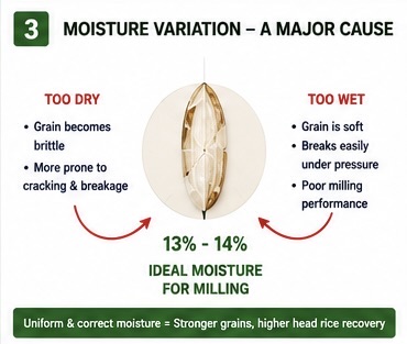 Moisture variation in paddy grains