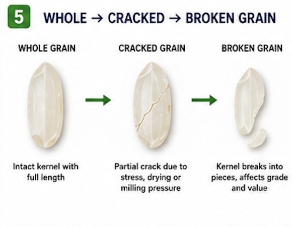 Whole → Cracked → Broken Grain